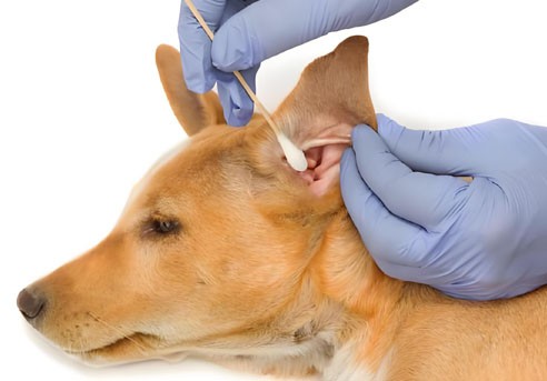 ivermectin cream | Shaanxi BLOOM Tech Co., Ltd ivermectin cream | Shaanxi BLOOM Tech Co., Ltd