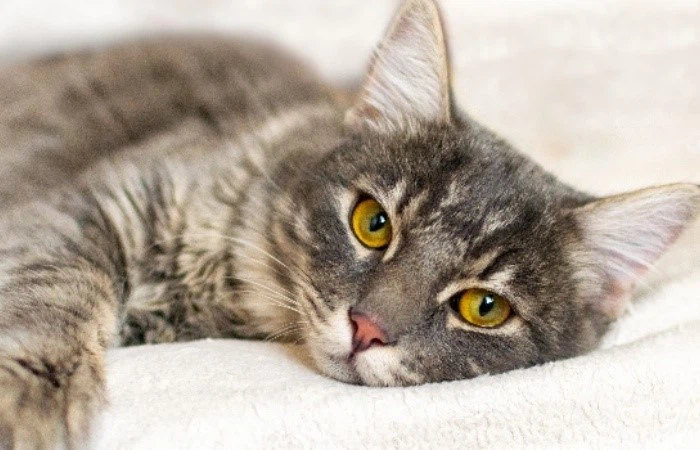 GS-441524 Albumin-To-Globulin (A:G) Ratio | Shaanxi BLOOM Tech Co., Ltd GS-441524 Albumin-To-Globulin (A:G) Ratio | Shaanxi BLOOM Tech Co., Ltd