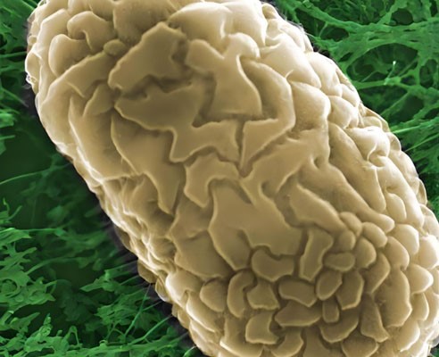 NAD+ peptide injection use | Shaanxi BLOOM Tech Co., Ltd NAD+ peptide injection use | Shaanxi BLOOM Tech Co., Ltd