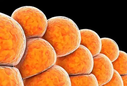Bioglutide NA-931 price | Shaanxi BLOOM Tech Co., Ltd Bioglutide NA-931 price | Shaanxi BLOOM Tech Co., Ltd