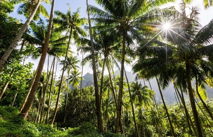 The Hidden Driver of Rainforest Deforestation | Shaanxi BLOOM Tech Co., Ltd The Hidden Driver of Rainforest Deforestation | Shaanxi BLOOM Tech Co., Ltd